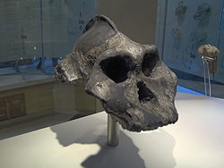 Cráneo de Paranthropus Aethiopicus