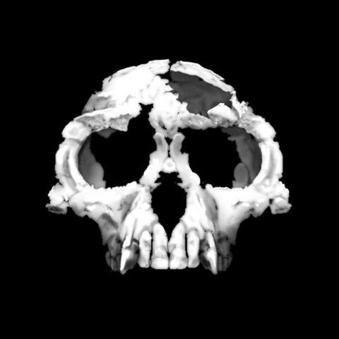 Cráneo de Ardiphitecus ramidus