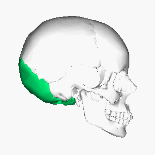 Occipital_bone_animation