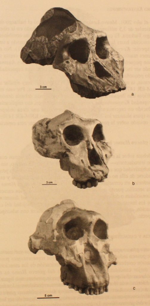 Comparación de cráneos de los paranthropus