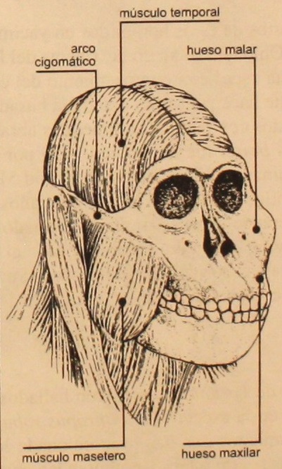 Explicación del cráneo paranthropus