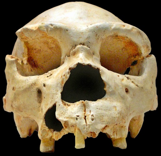 Cráneo de Homo Heidelbergensis