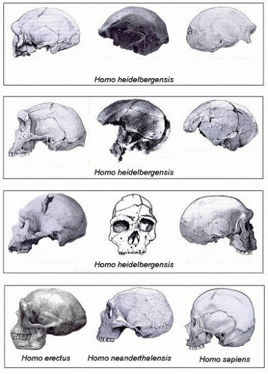Tabla comparativa de cráneos