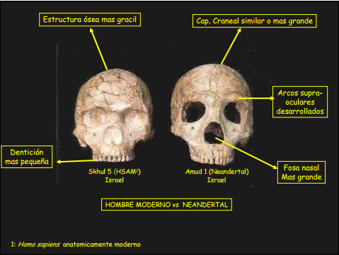 Cráneo hallado en Amud