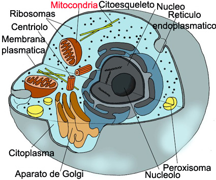 Estructura de una célula. El ADN mitocondrial se encuentra en las mitocondrias
