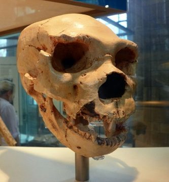 destacada homo heidelbergensis