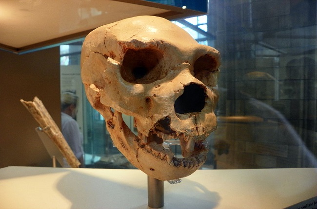 destacada homo heidelbergensis