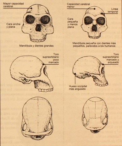 Comparación de cráneos de homo habilis y rudolphensis