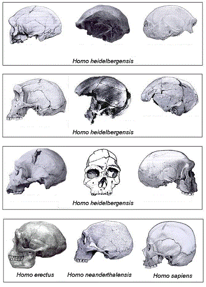Comparación con cráneos de Homo Heidelbergensis