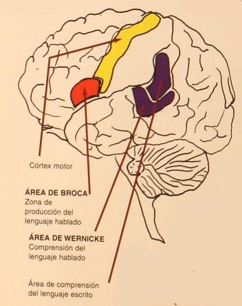 Localización del área cerebral de Broca y Wernicke