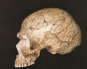 Cráneo de Skhul V