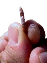 Una muestra de industria microlítica comparada con los dedos humanos