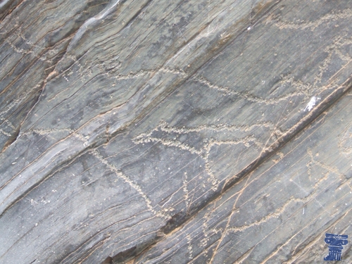 Representación rupestre del yacimiento de Siega Verde, del paleolítico superior