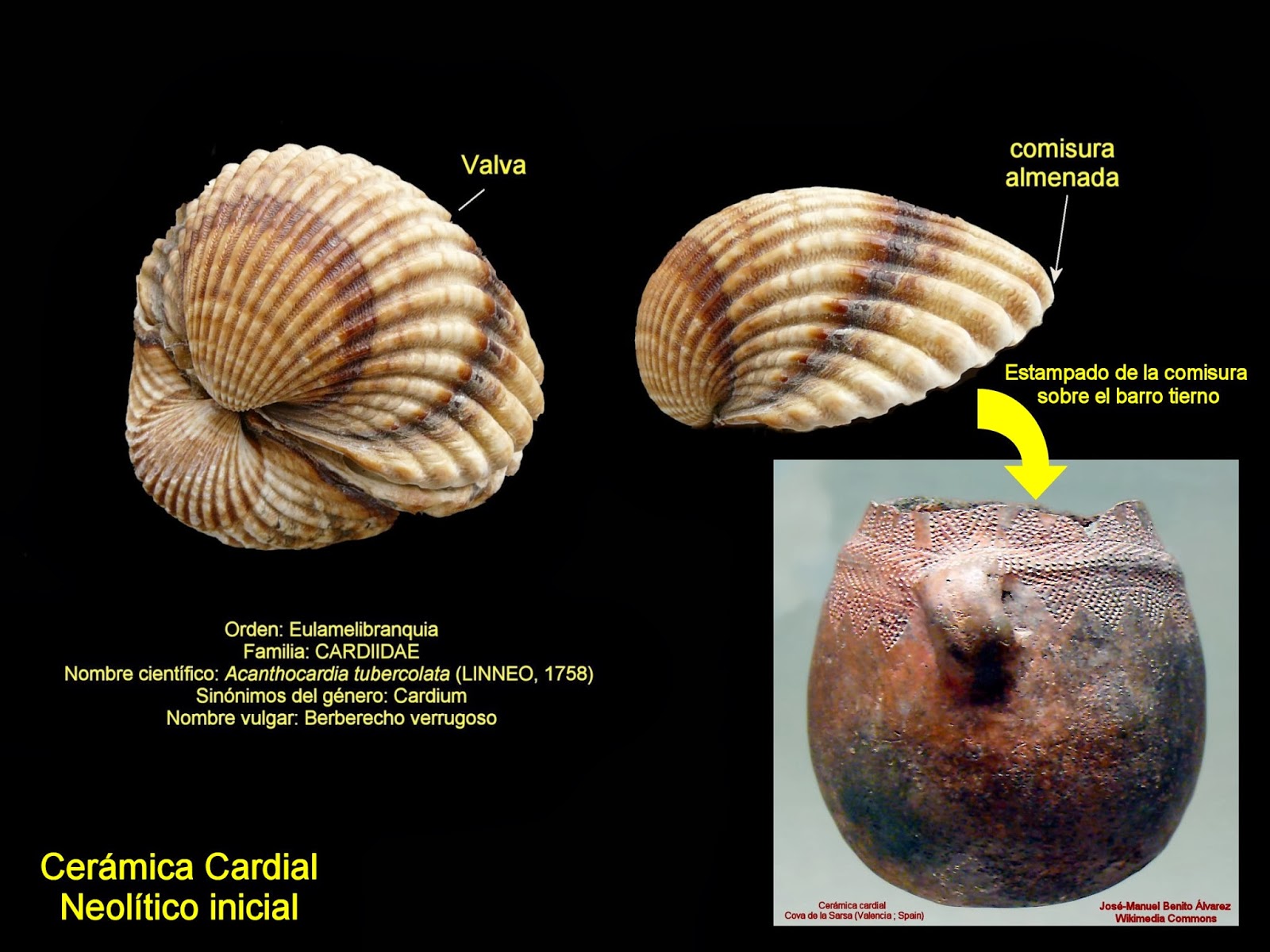 Esquema acerca de las piezas de la cerámica neolítica cardial