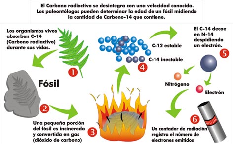 Fases del proceso de datación por carbono 14