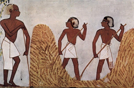 Dibujos que representan una escena de agricultura del cereal, hallada en la tumba de Menna