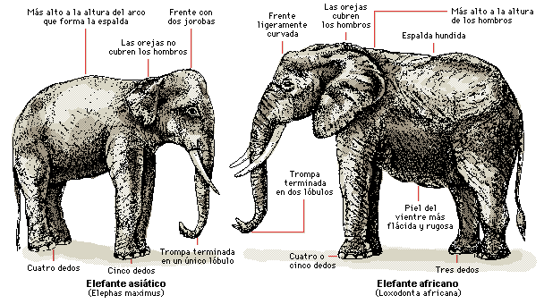 Comparación de los elefantes africanos y asiáticos, clave del ejército ptolemaico