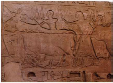 Relieves del templo de Luxor, muestran reses engalanadas que eran conducidas en procesión para ser sacrificadas en honor a los dioses.