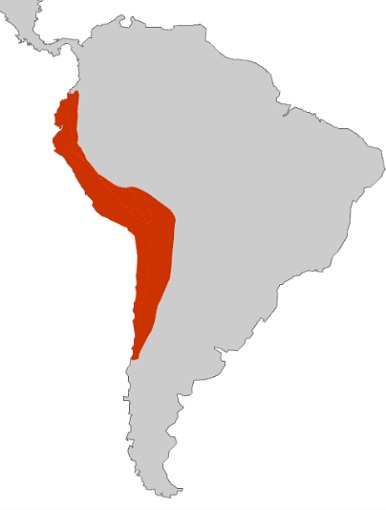 Mapa de la extensión máxima del Imperio Inca antes de la conquista castellana de América