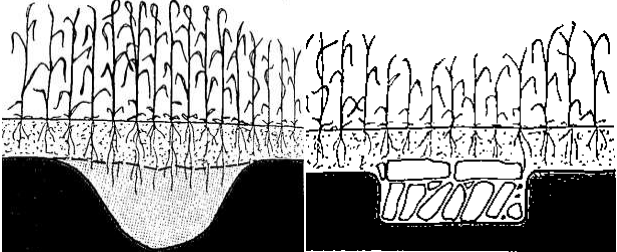 Crecimiento de la vegetación según el tipo de terreno