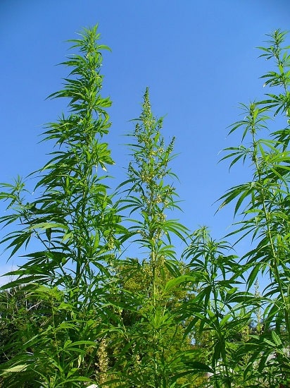Planta de Cannabis Sativa