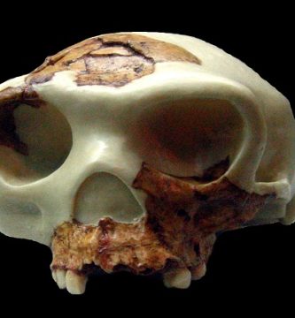 Reconstrucción del Homo antecessor